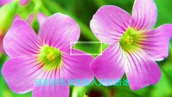 忘忧草在线视频最新,带你领略心灵治愈的力量