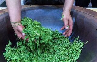 茶叶发酵过程在线视频,在线视频揭秘全过程