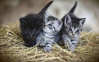 猫脒在线视频,揭秘猫咪世界的趣味瞬间