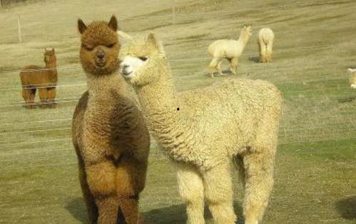 胡羊规模养殖在线视频,视频教程深度解读