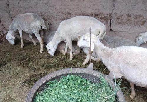 胡羊规模养殖在线视频,视频教程深度解读