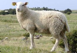 胡羊规模养殖在线视频,视频教程深度解读